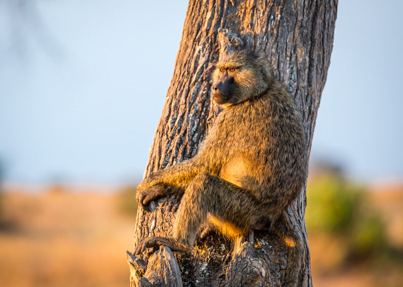 Baboon Lookout
