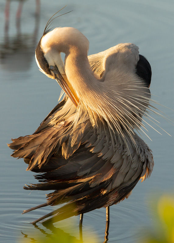 Blue Heron