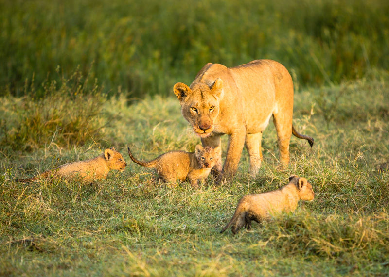Lion with her Cubs