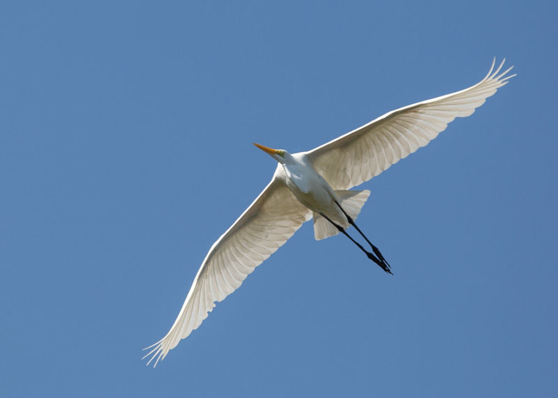 Great Egret