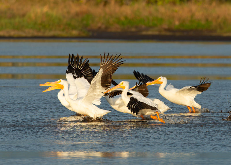American White Pelicans at sunrise