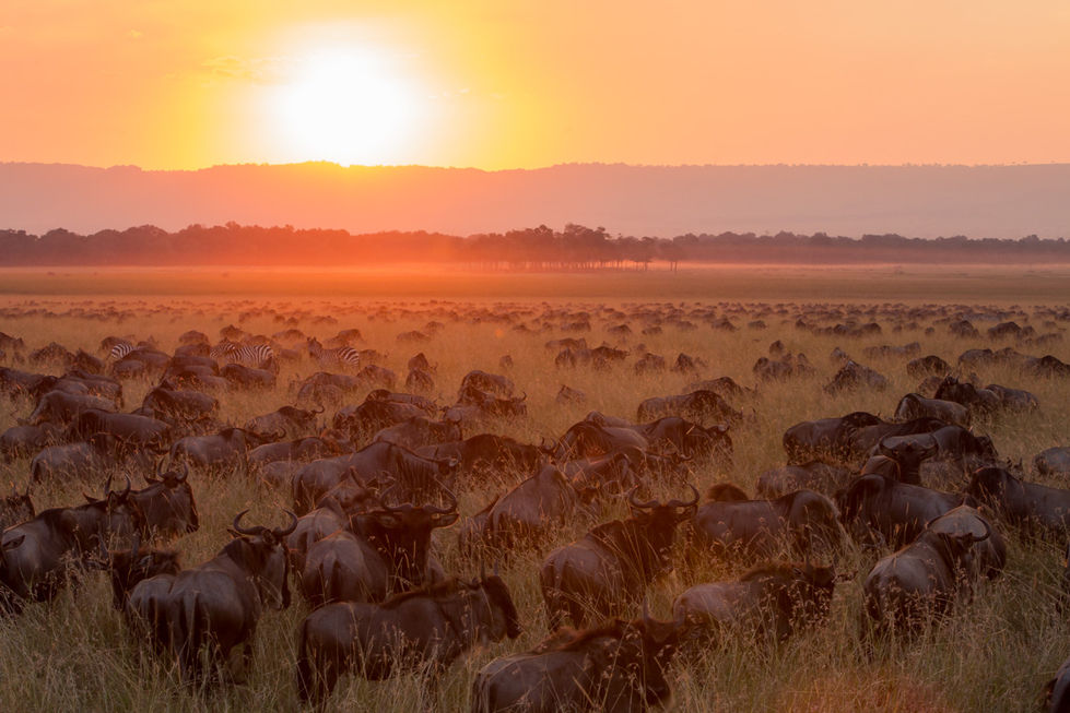 Sunset on the Savanah