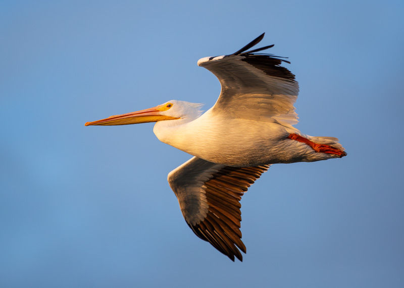 American White Pelicans in flight