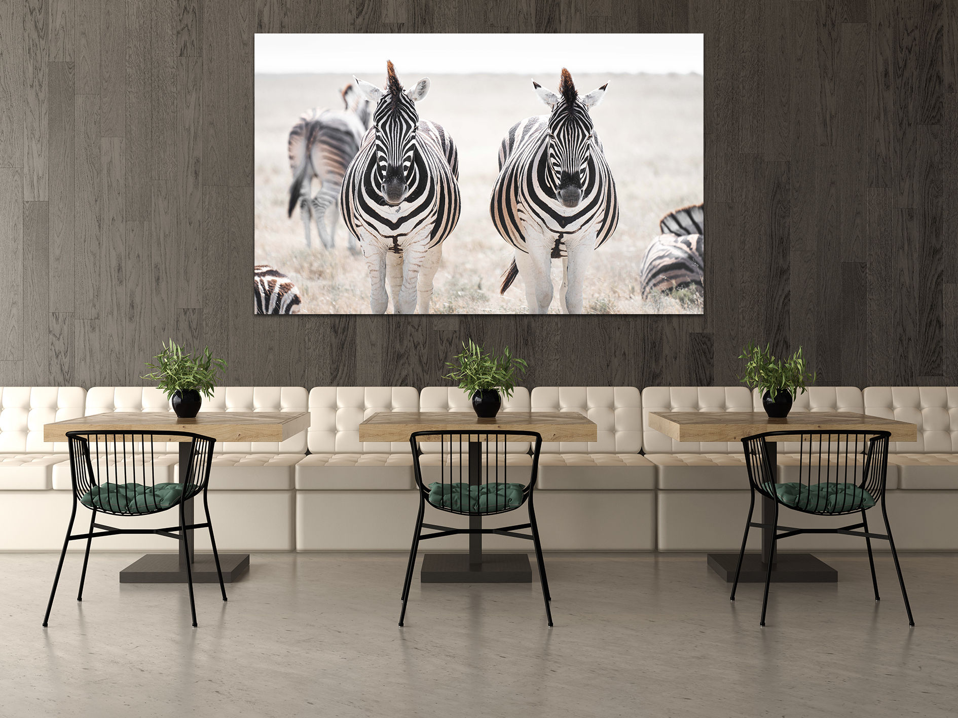 TWINS ZEBRA