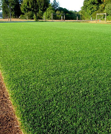 Bahce Turkiye Miya Peyzaj Hazir Rulo Cim Sakarya