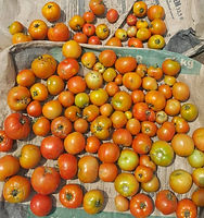 farm 6 market garden 2_edited.jpg