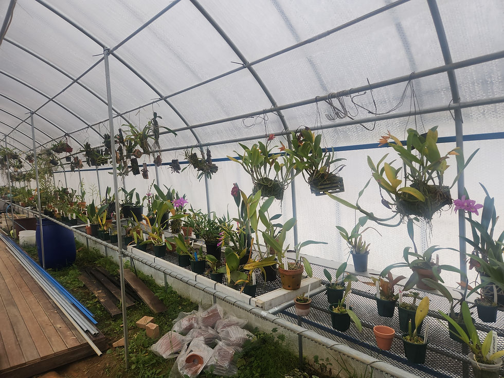 [달콤한 샘마을 온실에서 무럭무럭 자라고 있는 난초들]