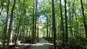 A Walk in the Woods