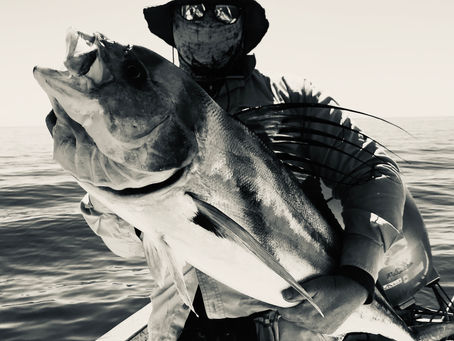 Roosterfish Adventure