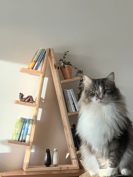 愛猫