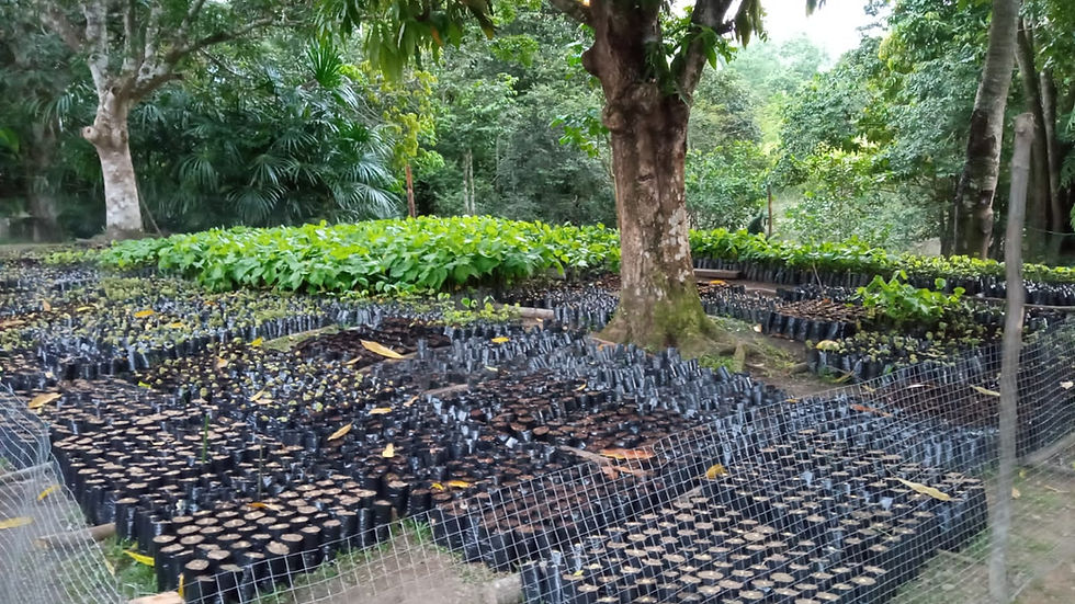 Rainforest tree seedlings growing in a nursery in the Amazon, prepared for reforestation and conservation.