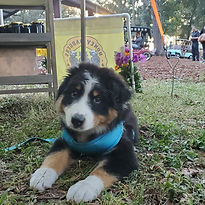 Badger The Farm Dog
