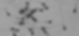Spermatozoides_n&b.png