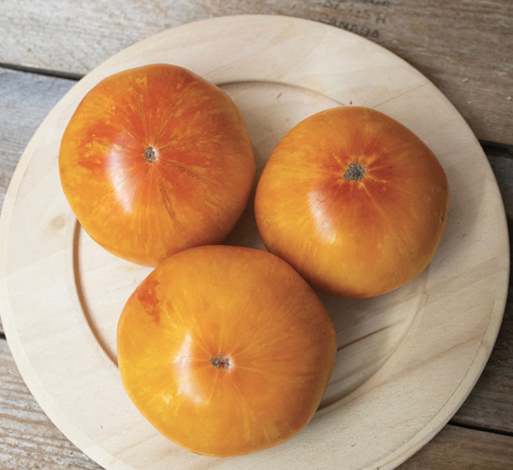 Wild Boar Beauty King