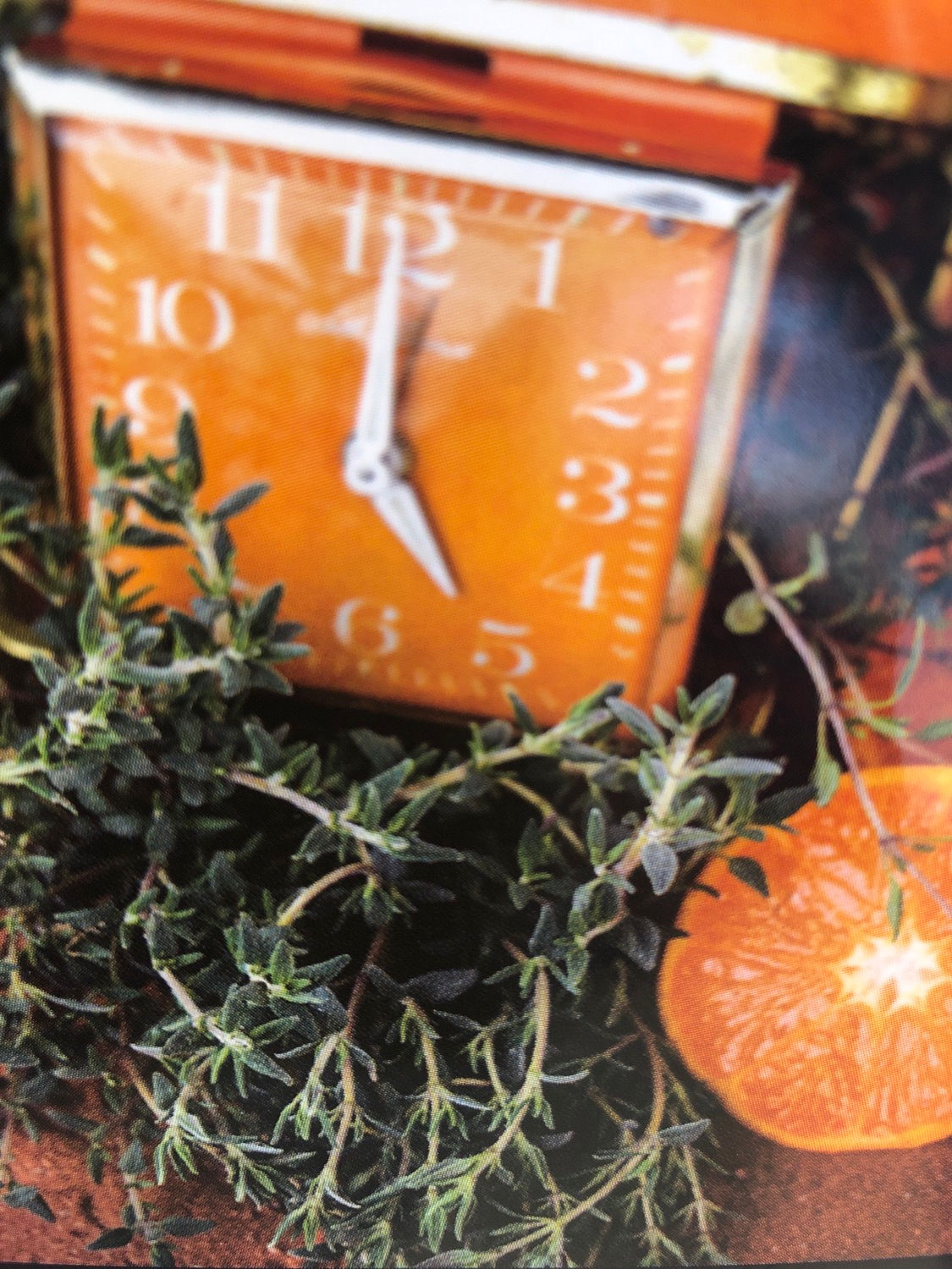 Thyme Orangelo