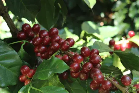 Miniatura: Café de Especialidad Geisha Etiope Bolsa de 1Kg en Grano