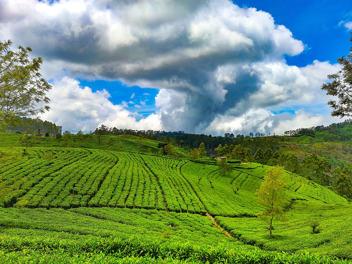 walkin srilanka tours