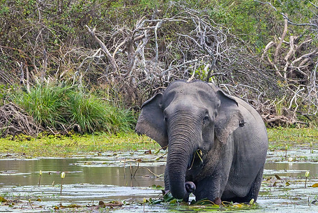 walkin srilanka tours