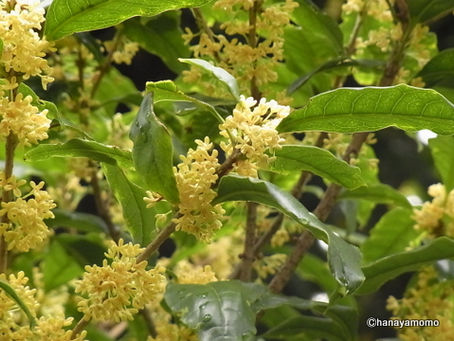 9/23 お庭のウスギモクセイが開花しました