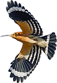 Hoopie.png