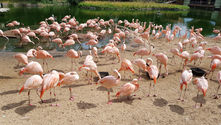 campingZoo de la Palmyre