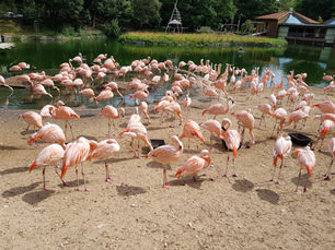 campingZoo de la Palmyre