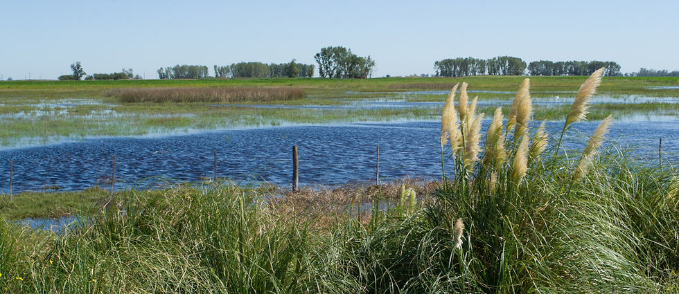 Un horizonte entre sapos, soja y vaquitas