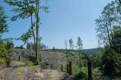 2025_Wald_002