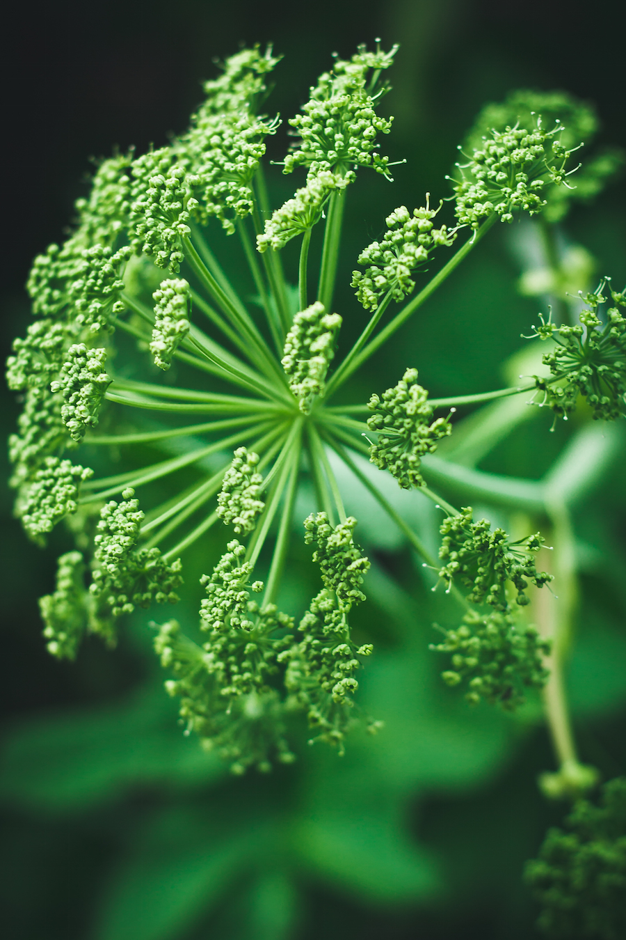 Close-up of angelica plant showing intricate green clusters against a blurred natural background.