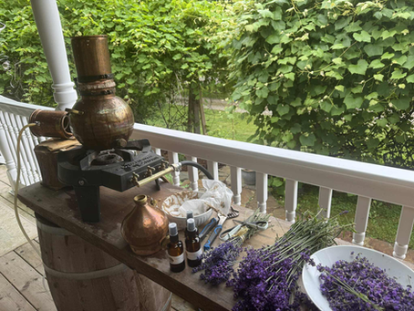 Which Lavender to Choose? A Clinical Perspective on Lavandula and Its Hybrids