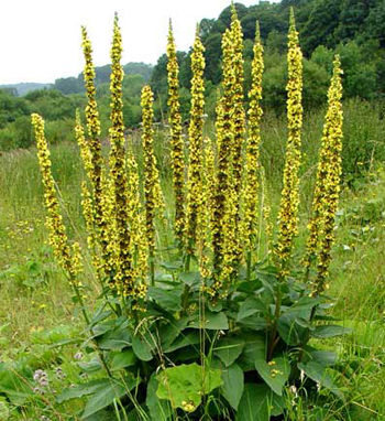 Tall agrimony plants with yellow flowers stand prominently amidst lush greenery in a natural setting.  📷 Andrée Noye