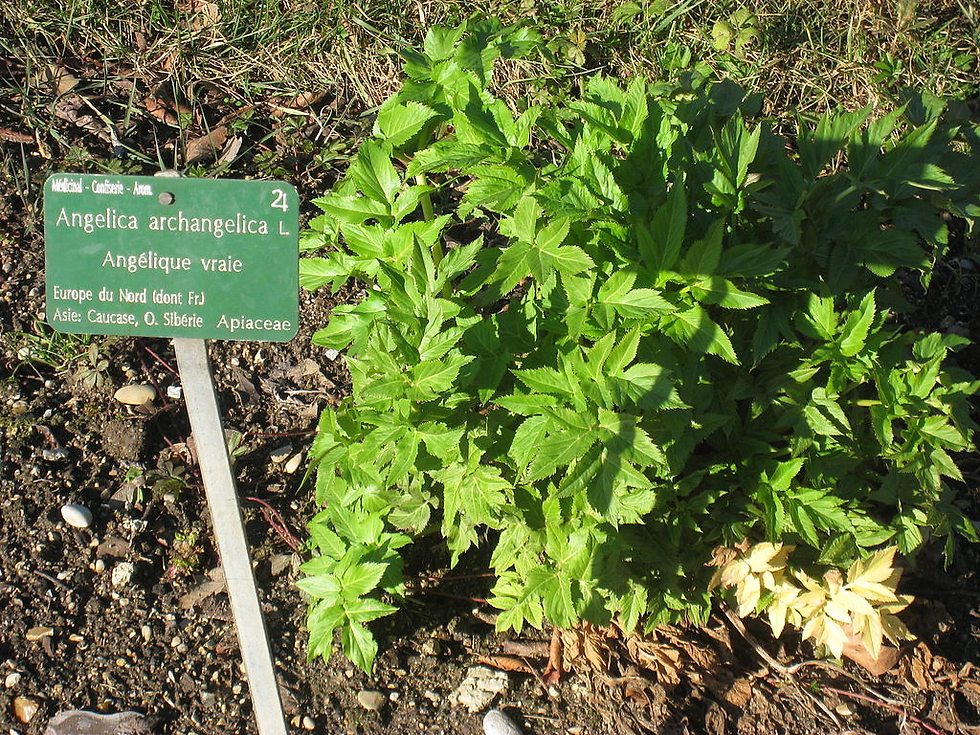 A thriving Angelica archangelica plant, known as "Angélique vraie," grows in a garden, accompanied by a sign detailing its origins in Northern Europe and parts of Asia, within the Apiaceae family.