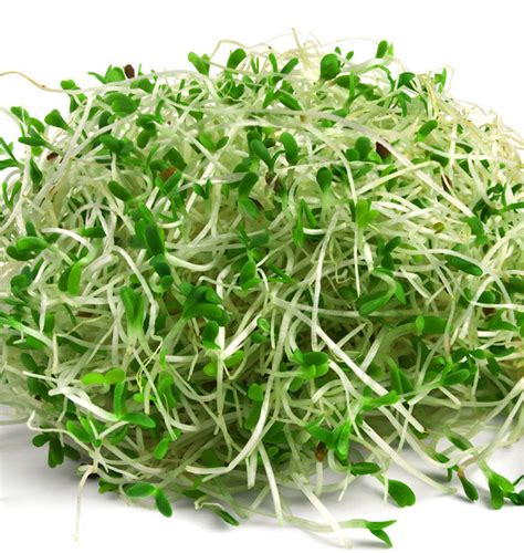 A fresh bundle of vibrant green alfalfa sprouts, showcasing their delicate stems and tiny leaves. 📷Las Plantas Medicinales