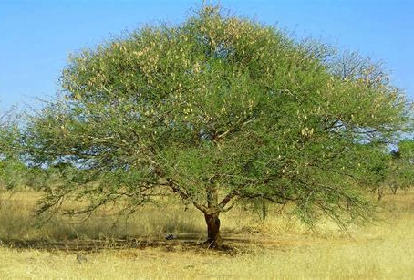 Monograph: Acacia