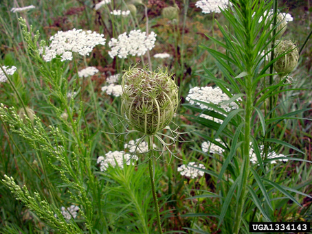 Monograph: Wild Carrot