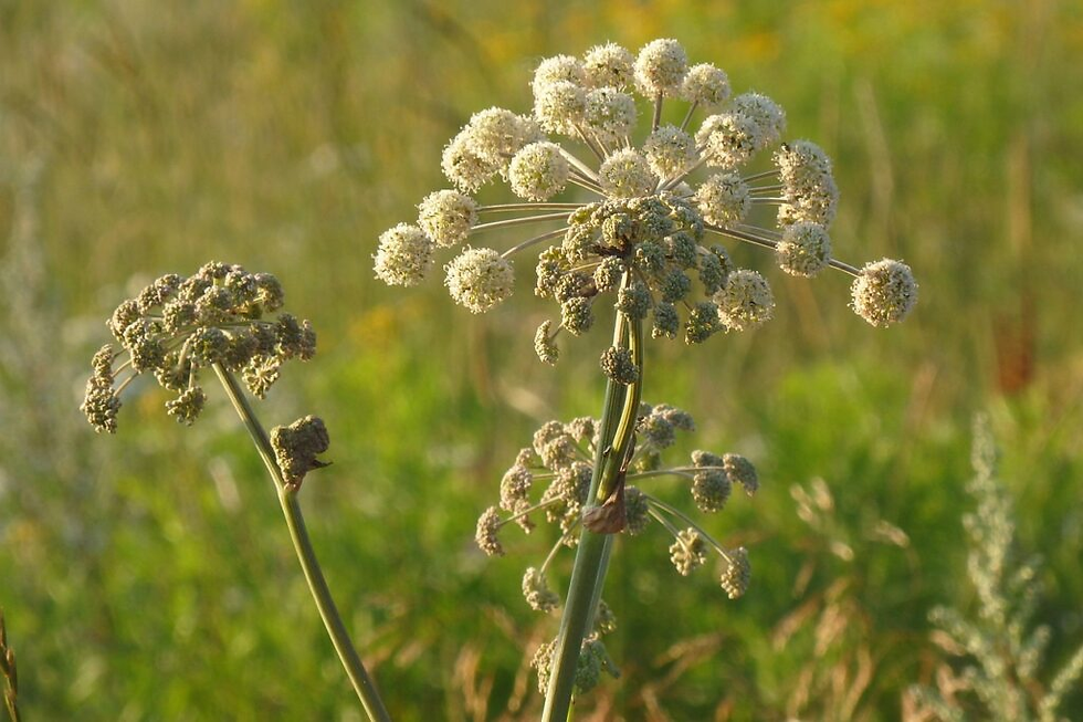Two clusters of angelica flowers bathed in warm sunlight against a backdrop of lush greenery.