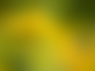 Goldenrod in Bloom: A Seasonal Ally for Transition and Resilience