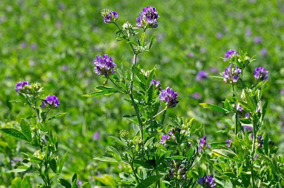 A lush field of alfalfa blooms with vibrant purple flowers under the bright summer sun. 📷Encyplopedia Britannica