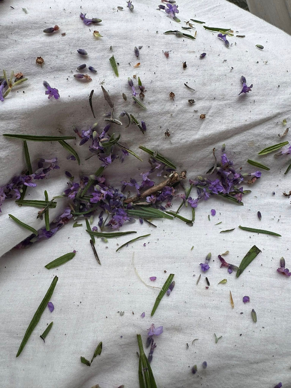 A delicate assortment of lavender buds, stems, and leaves scattered across a white cloth, capturing the essence of tranquility at Inner Oaks Holistic Approach. Photo by Laura Muise.