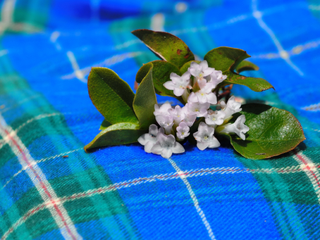 Real Talk on Essential Oils in Nova Scotia