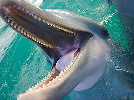 atlantic bottlenose dolphin at training facility