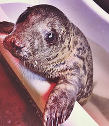 Grey seal at rescue centre