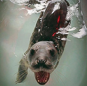 grey seal in rehabilitation