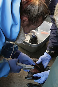 zoe tagging one of the seals at the seal rescue