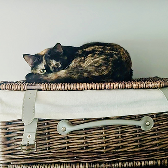 Clients Cat after behaviour consultation