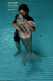 In-house Vet with rescue baby Dugong