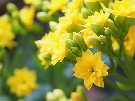 臨時休業について