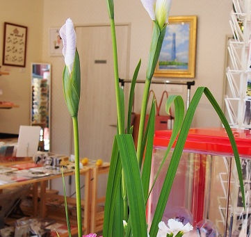 今日はこどもの日。休まず営業しております!