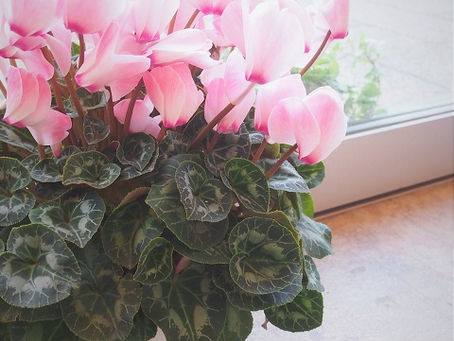 1月・2月の営業時間のお知らせ