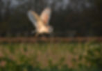 Barn Owl at Ludham